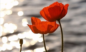 Poppies in the sunset on the lake